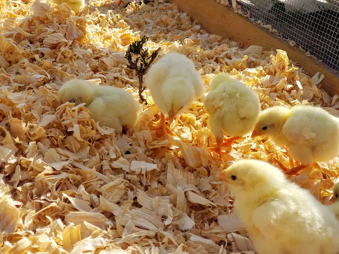 Photo of MoonShade Ranch