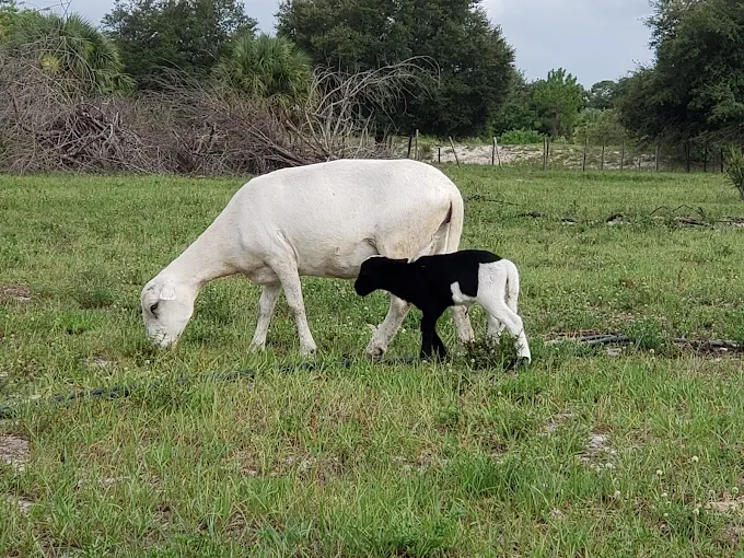 Photo of MoonShade Ranch