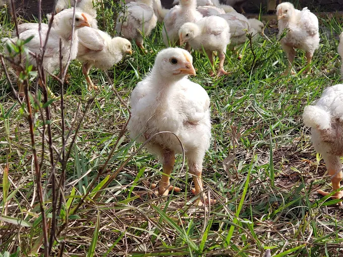 Photo of MoonShade Ranch