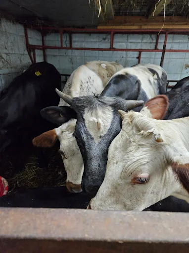 Photo of Beit Almaqdis Live Poultry