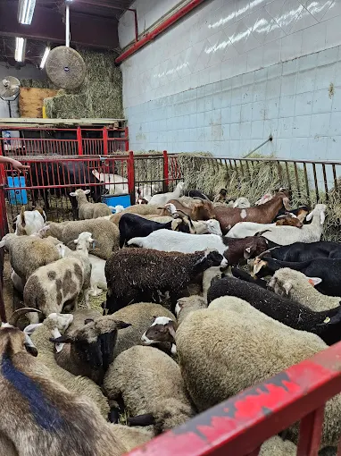 Photo of Beit Almaqdis Live Poultry