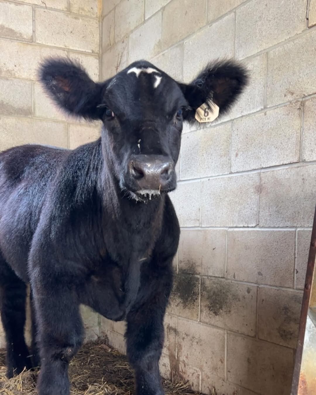 Photo of Hollerin Oaks Farms