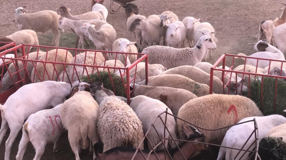 Lancaster Halal Slaughter House & Poultry