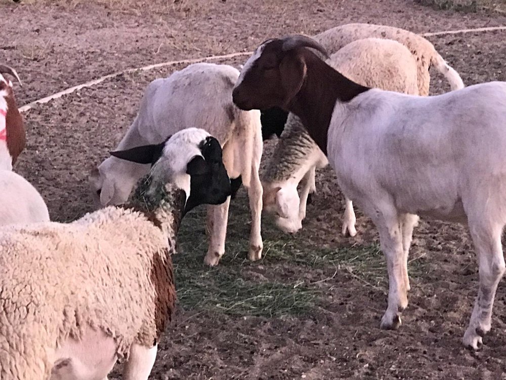 Photo of Lancaster Halal Slaughter House & Poultry