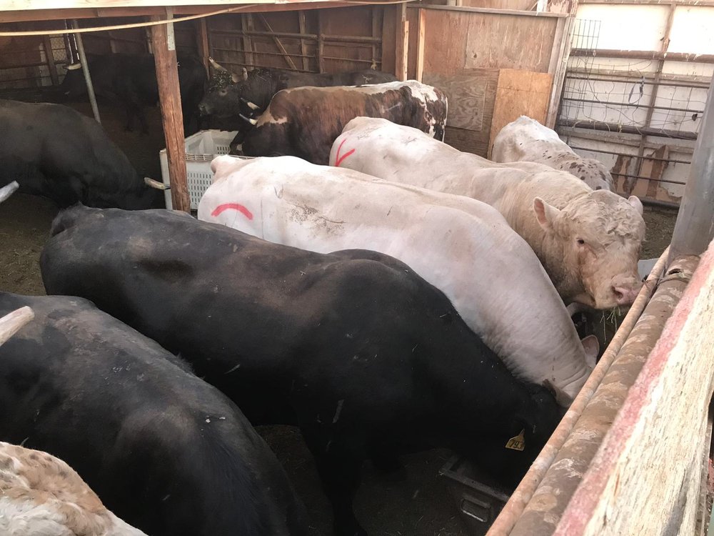 Photo of Lancaster Halal Slaughter House & Poultry