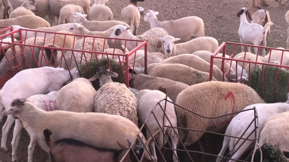 Photo of Lancaster Halal Slaughter House & Poultry