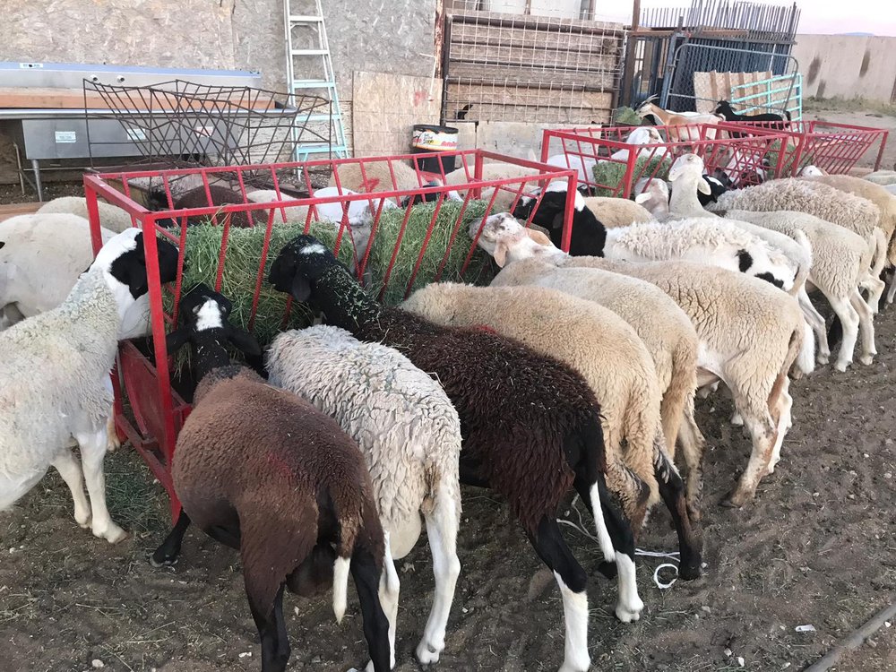 Photo of Lancaster Halal Slaughter House & Poultry
