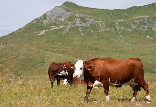 Photo of Lancaster Halal Slaughter House & Poultry